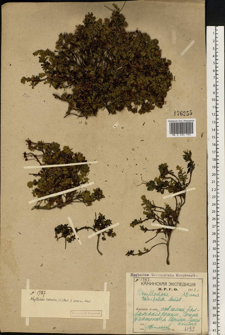 Phyllodoce caerulea (L.) Bab., Eastern Europe, Northern region (E1) (Russia)