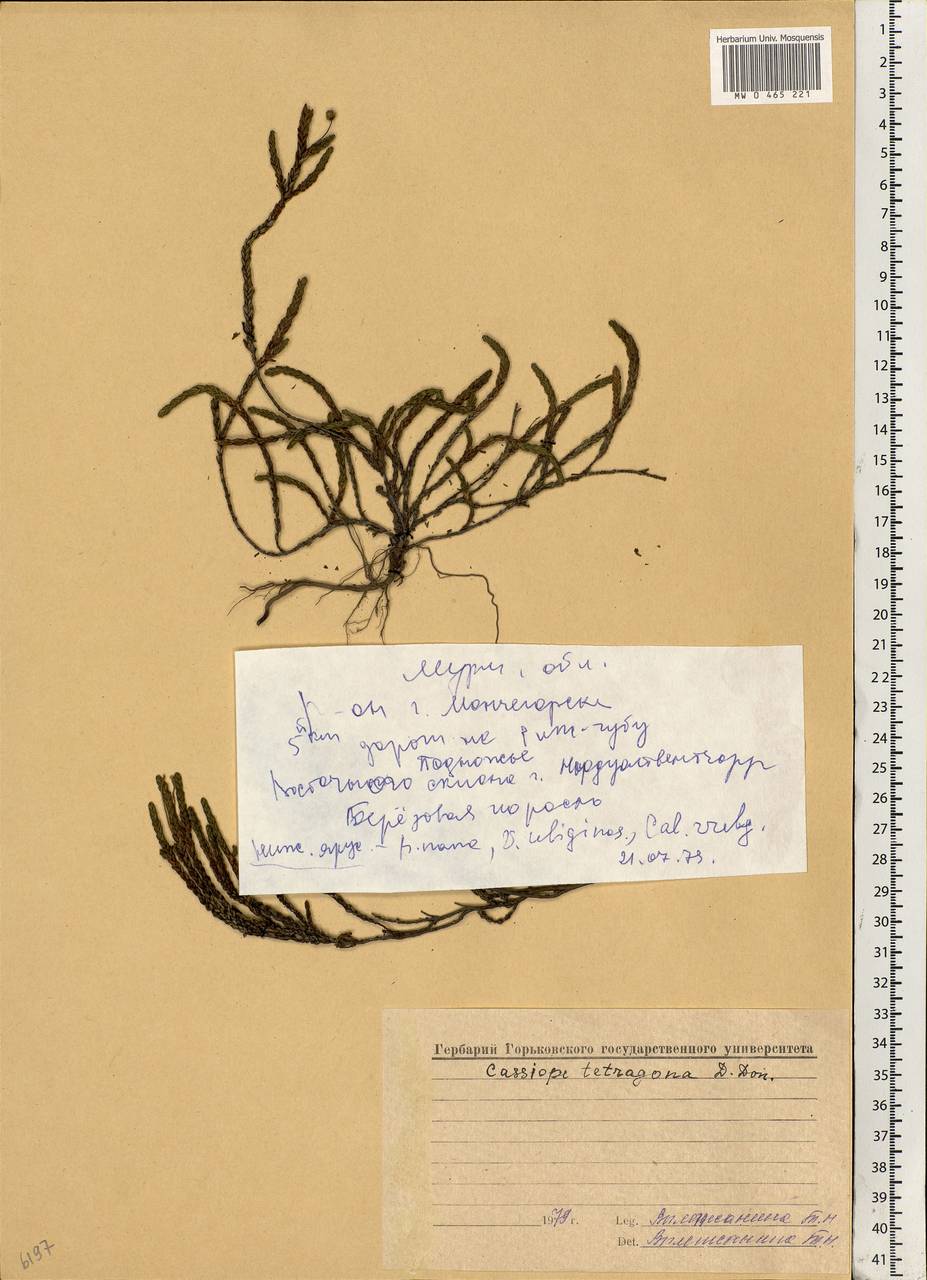 Cassiope tetragona (L.) D. Don, Eastern Europe, Northern region (E1) (Russia)