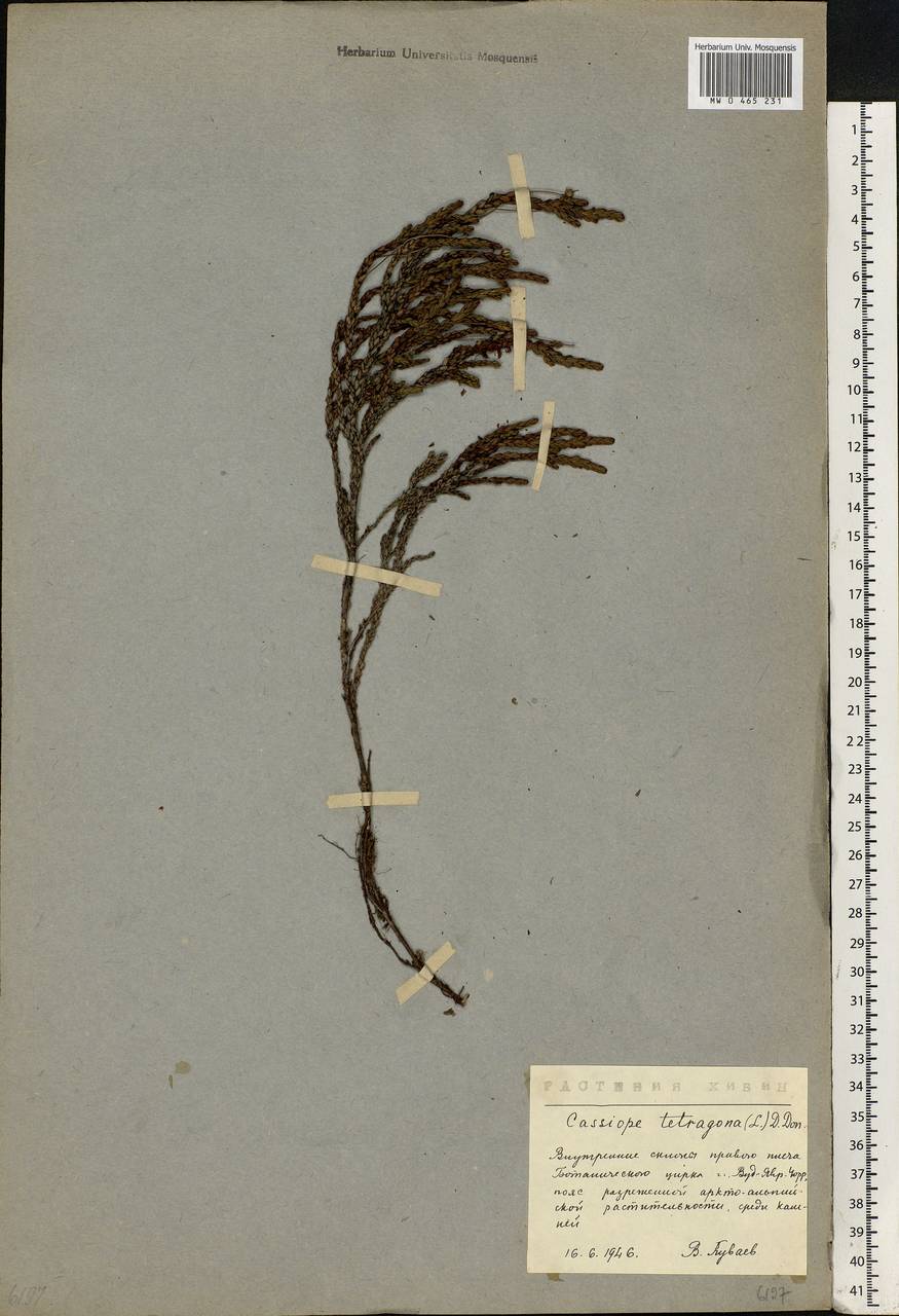 Cassiope tetragona (L.) D. Don, Eastern Europe, Northern region (E1) (Russia)