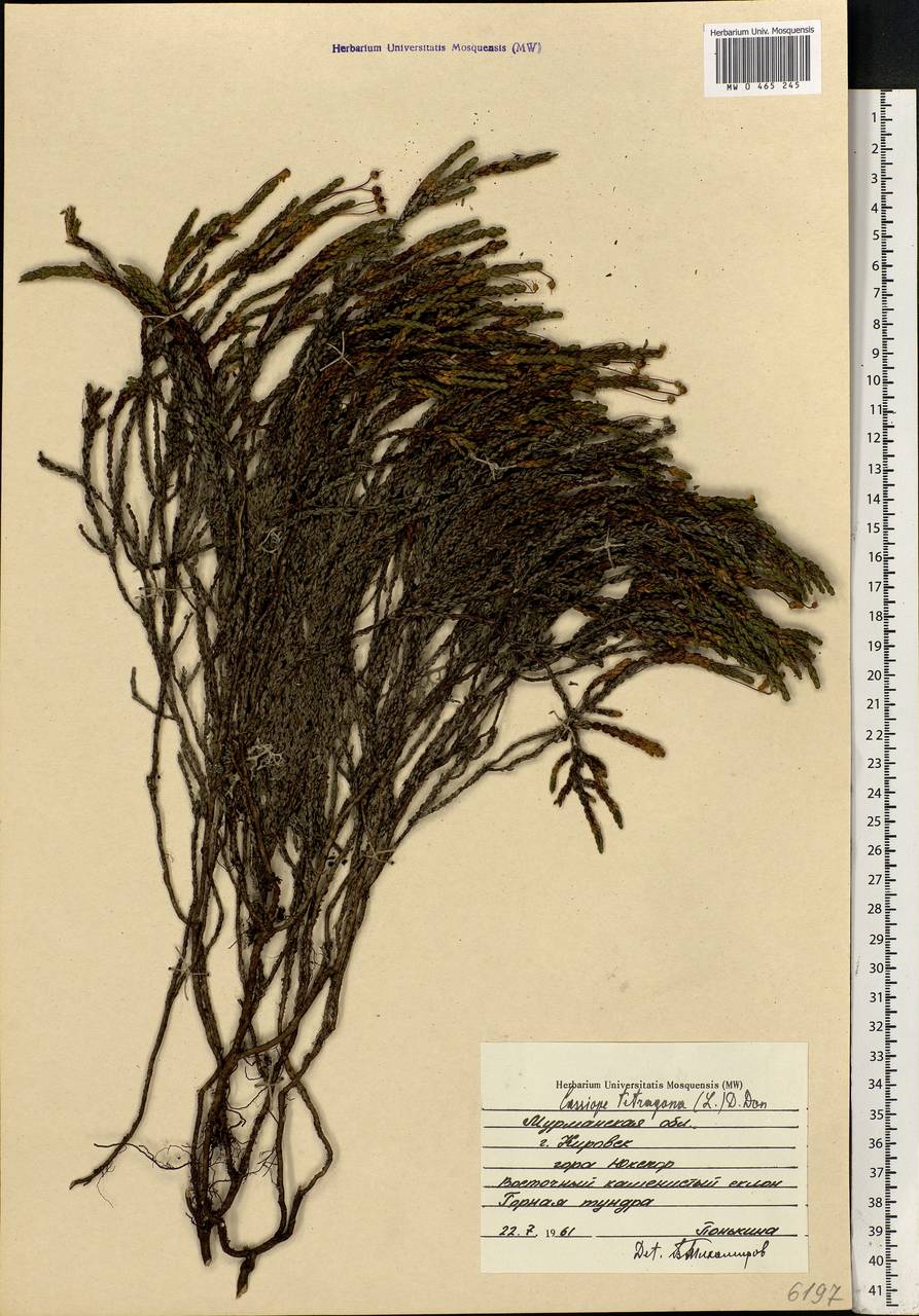 Cassiope tetragona (L.) D. Don, Eastern Europe, Northern region (E1) (Russia)