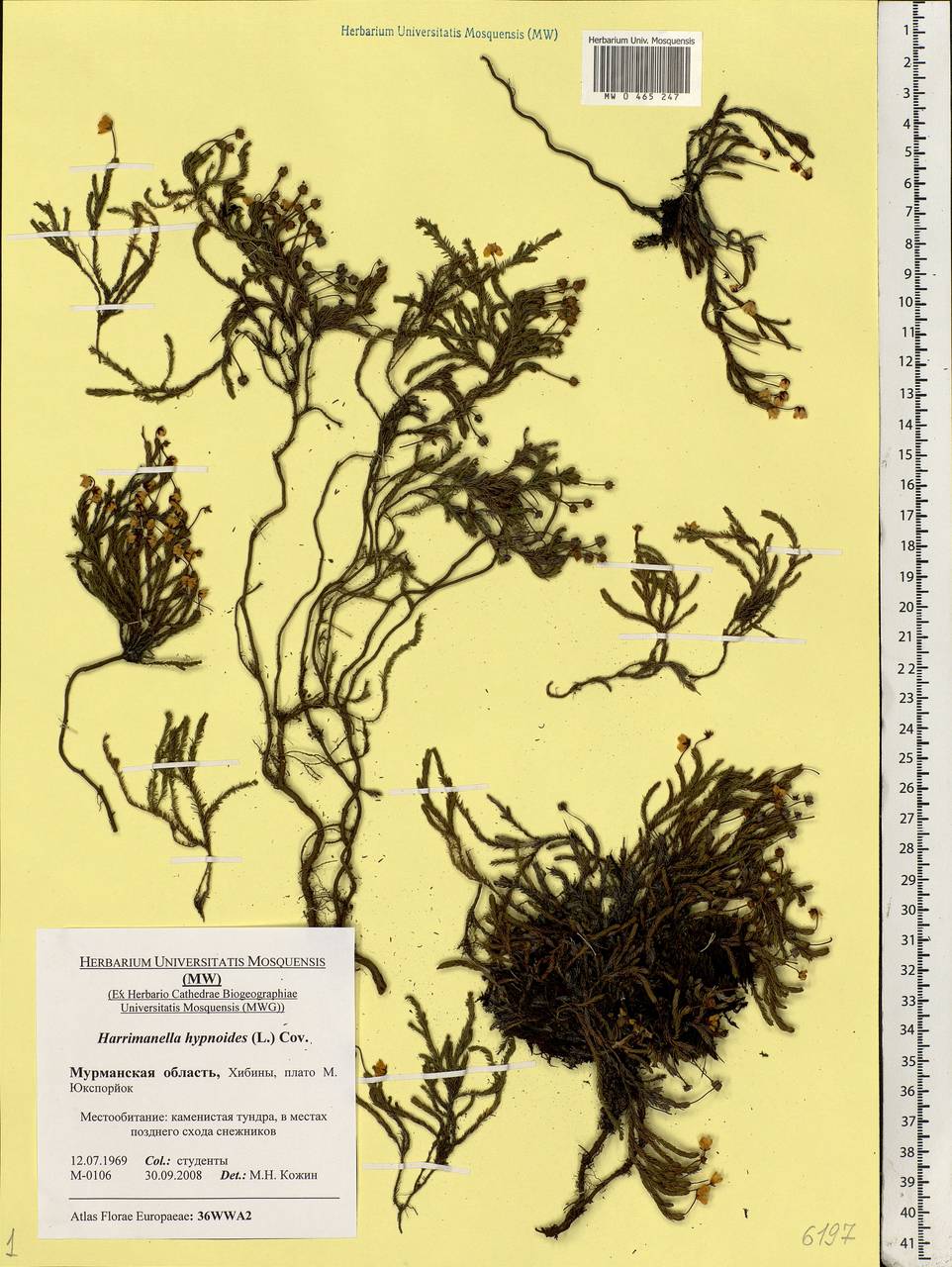 Harrimanella hypnoides (L.) Coville, Eastern Europe, Northern region (E1) (Russia)