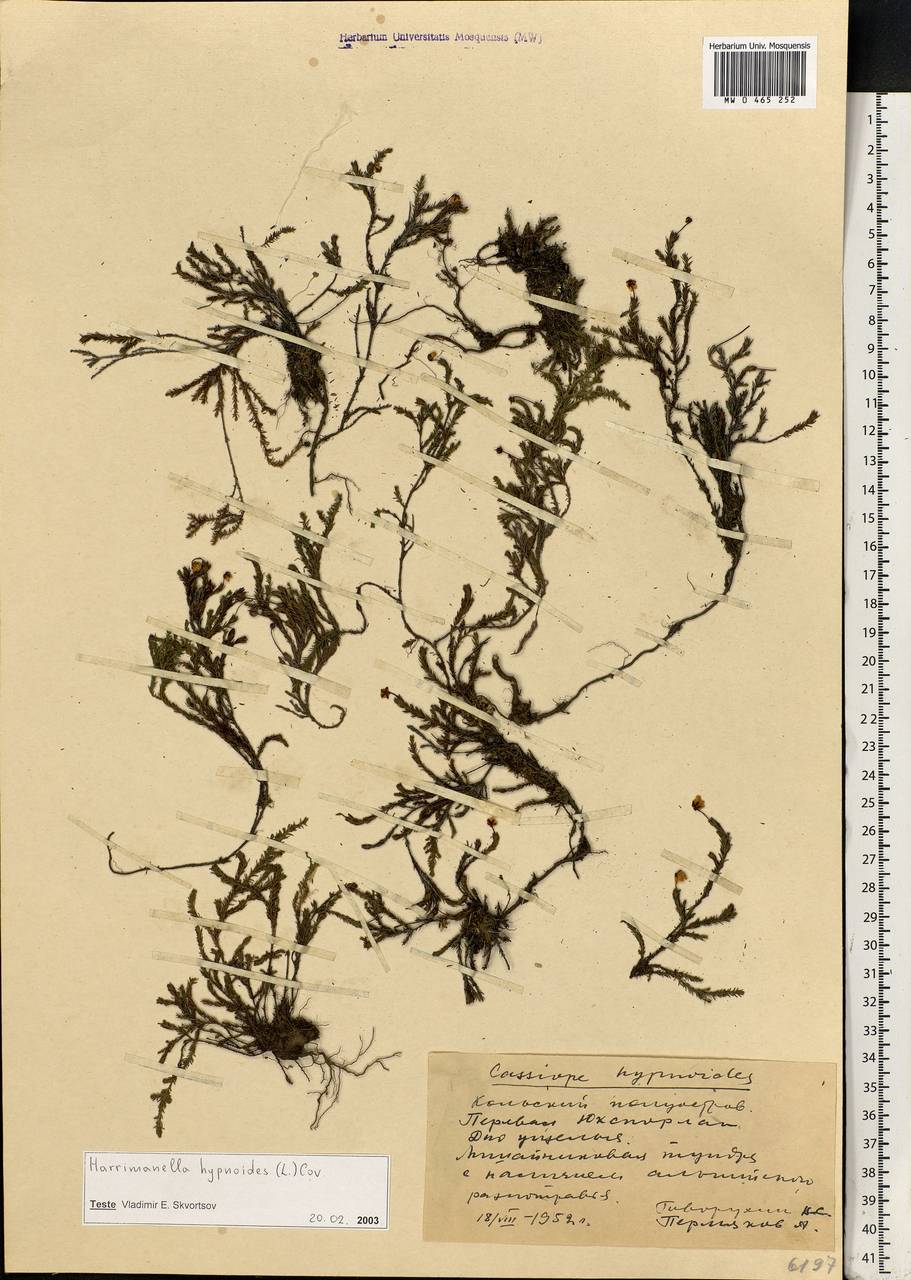 Harrimanella hypnoides (L.) Coville, Eastern Europe, Northern region (E1) (Russia)