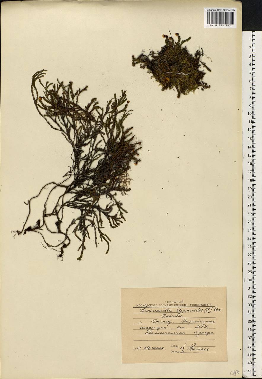 Harrimanella hypnoides (L.) Coville, Eastern Europe, Northern region (E1) (Russia)