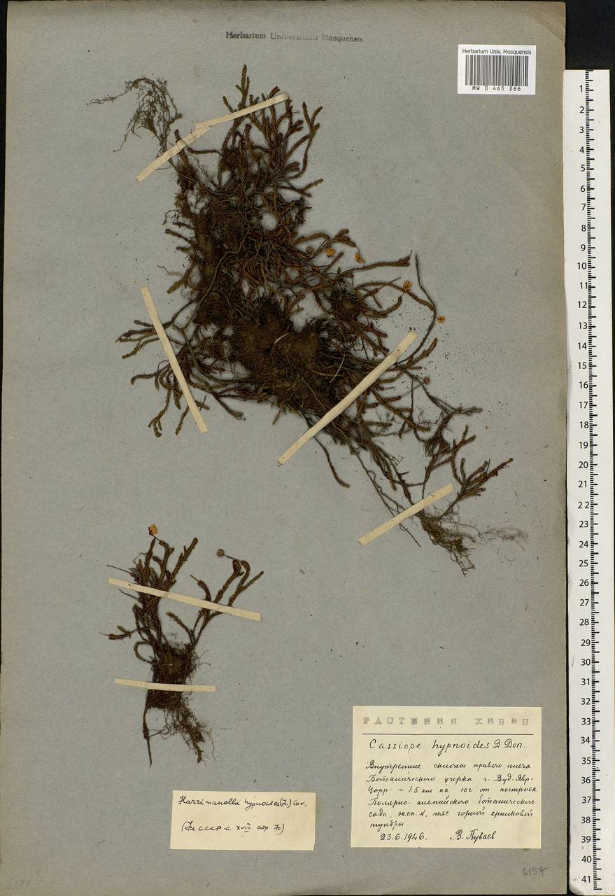 Harrimanella hypnoides (L.) Coville, Eastern Europe, Northern region (E1) (Russia)