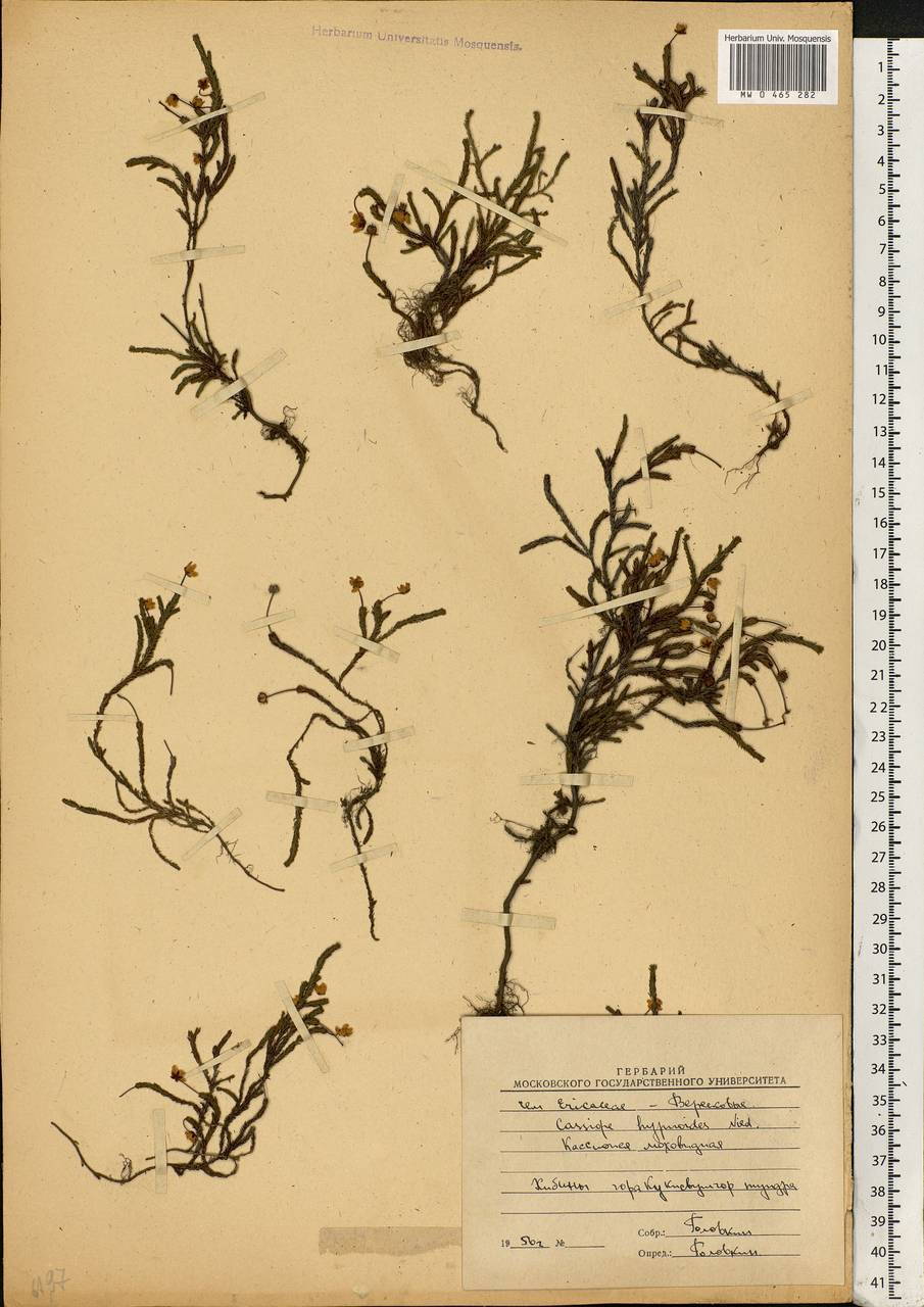 Harrimanella hypnoides (L.) Coville, Eastern Europe, Northern region (E1) (Russia)