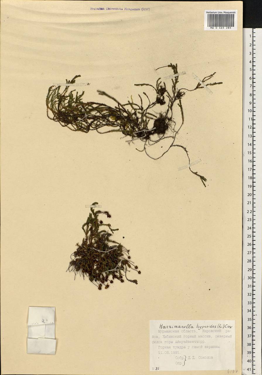 Harrimanella hypnoides (L.) Coville, Eastern Europe, Northern region (E1) (Russia)