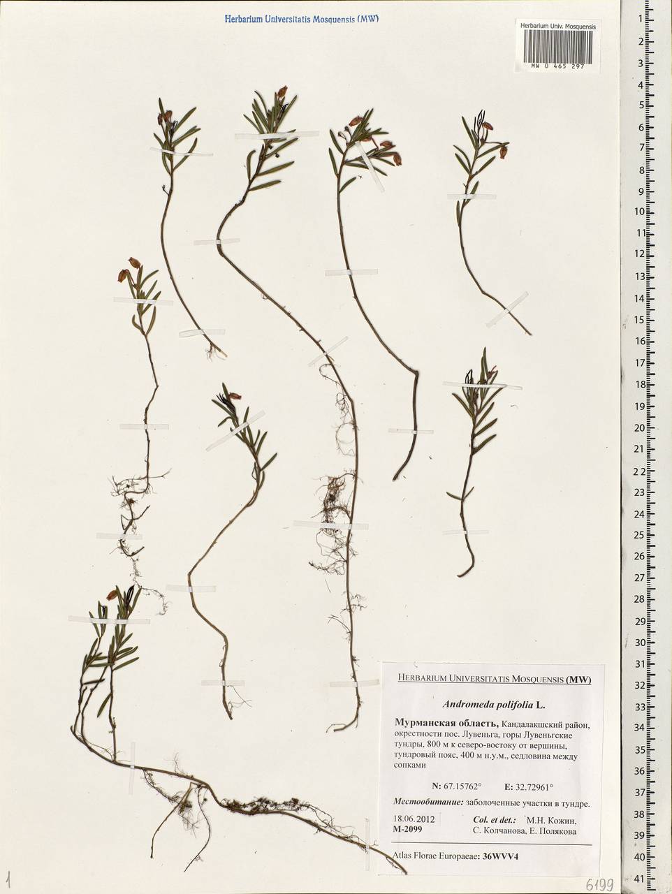 Andromeda polifolia L., Eastern Europe, Northern region (E1) (Russia)