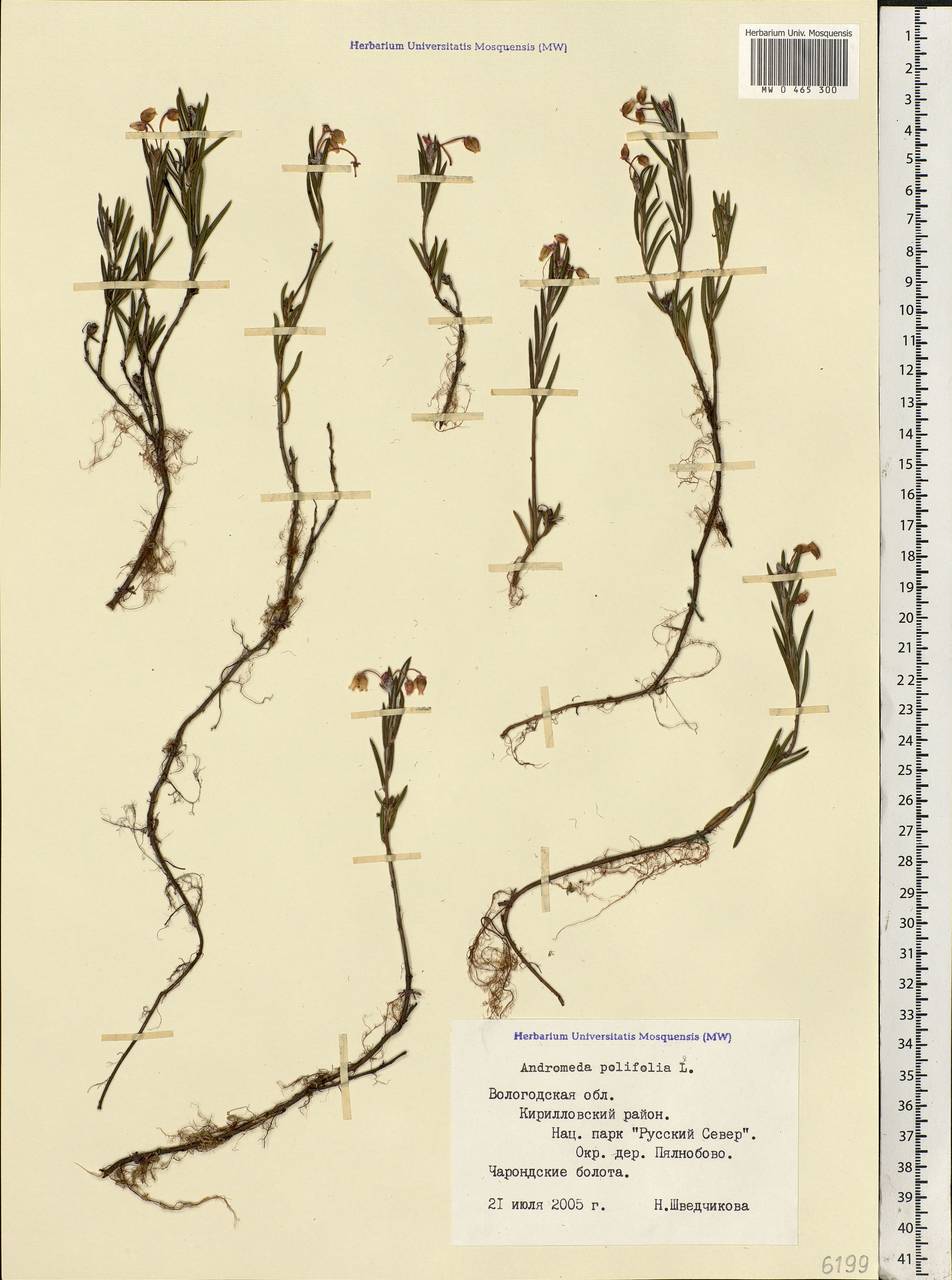 Andromeda polifolia L., Eastern Europe, Northern region (E1) (Russia)