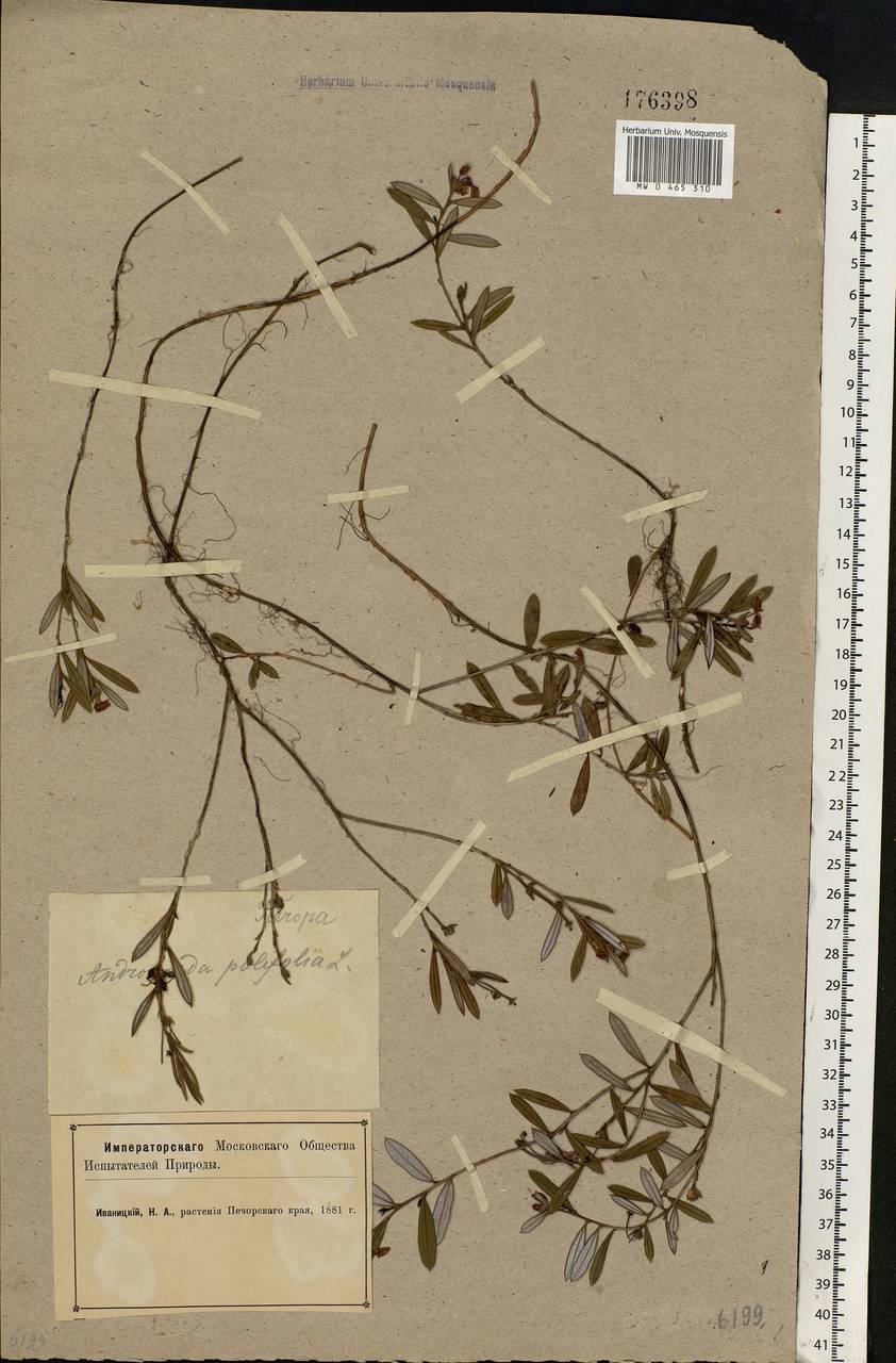 Andromeda polifolia L., Eastern Europe, Northern region (E1) (Russia)