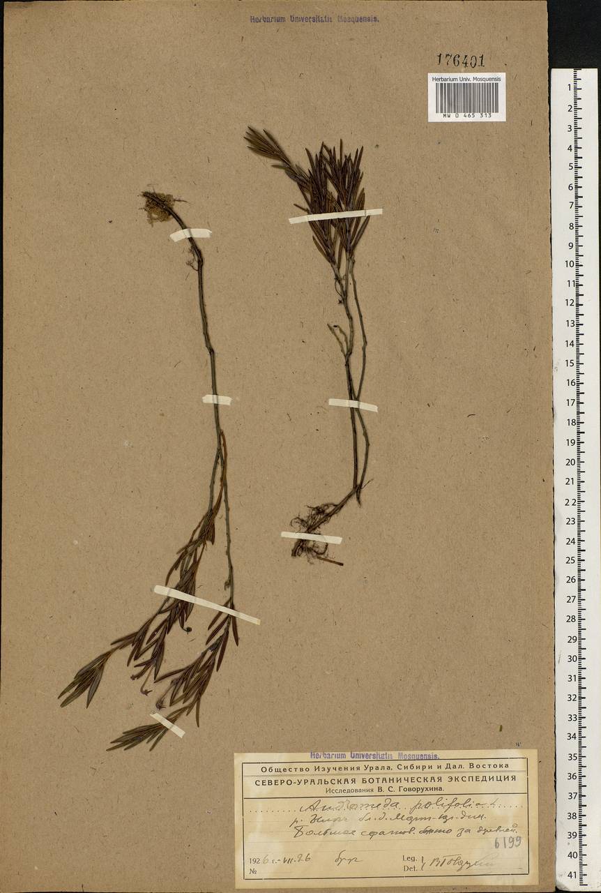 Andromeda polifolia L., Eastern Europe, Northern region (E1) (Russia)