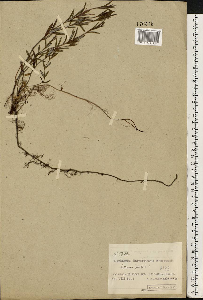 Andromeda polifolia L., Eastern Europe, Northern region (E1) (Russia)