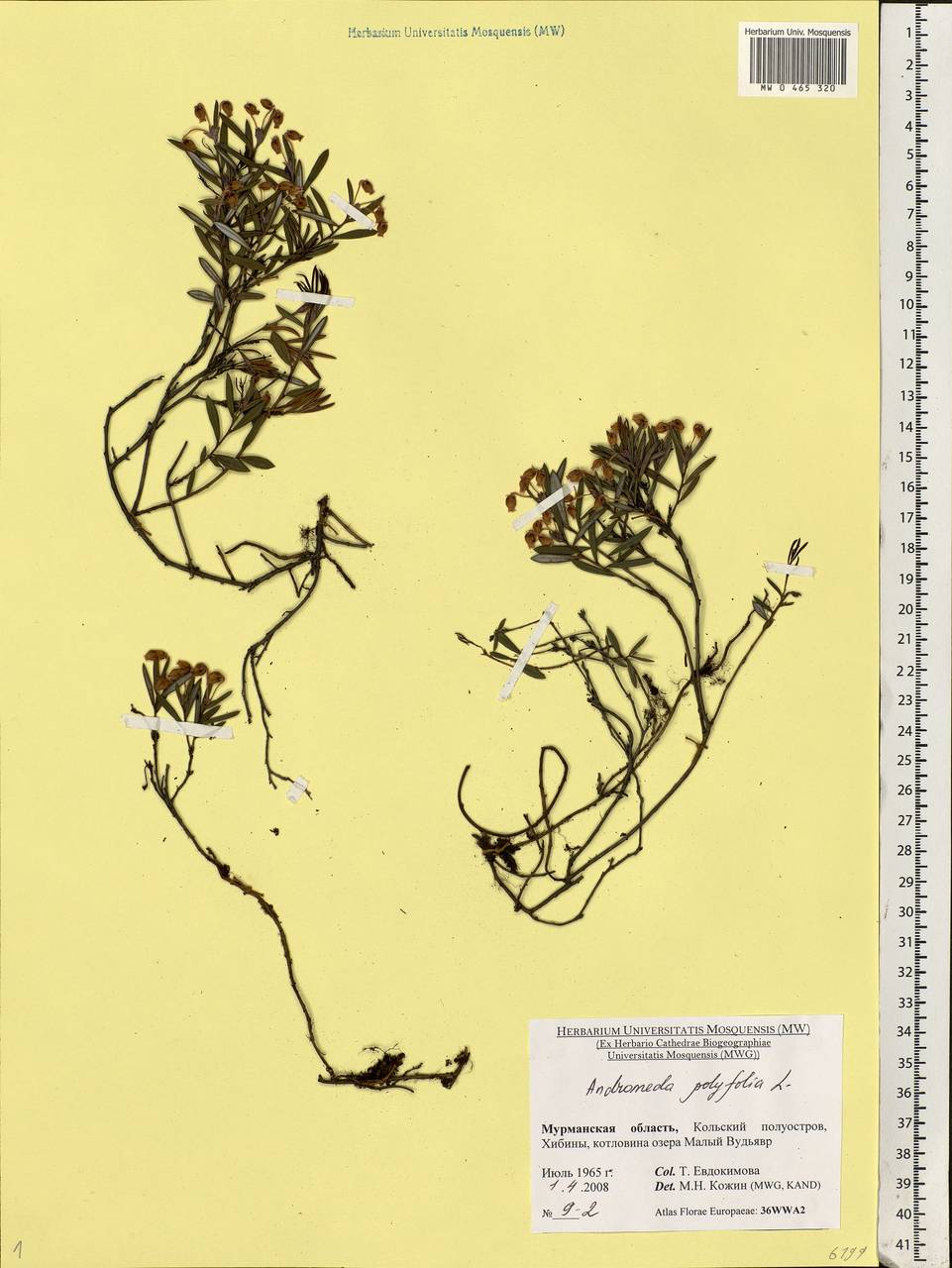 Andromeda polifolia L., Eastern Europe, Northern region (E1) (Russia)