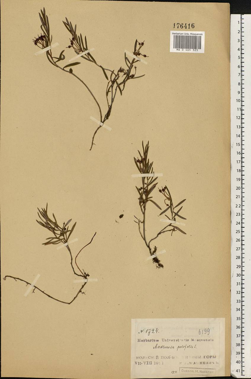 Andromeda polifolia L., Eastern Europe, Northern region (E1) (Russia)