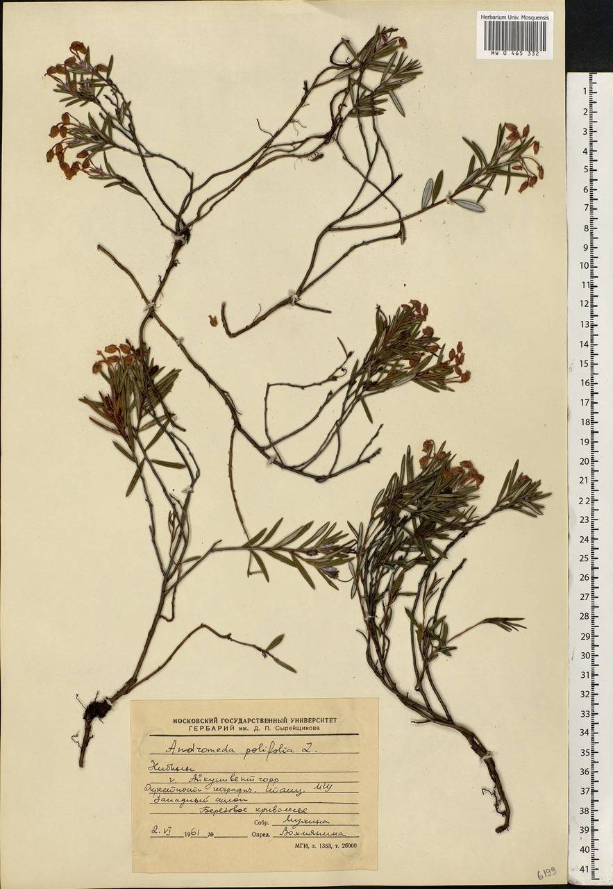 Andromeda polifolia L., Eastern Europe, Northern region (E1) (Russia)