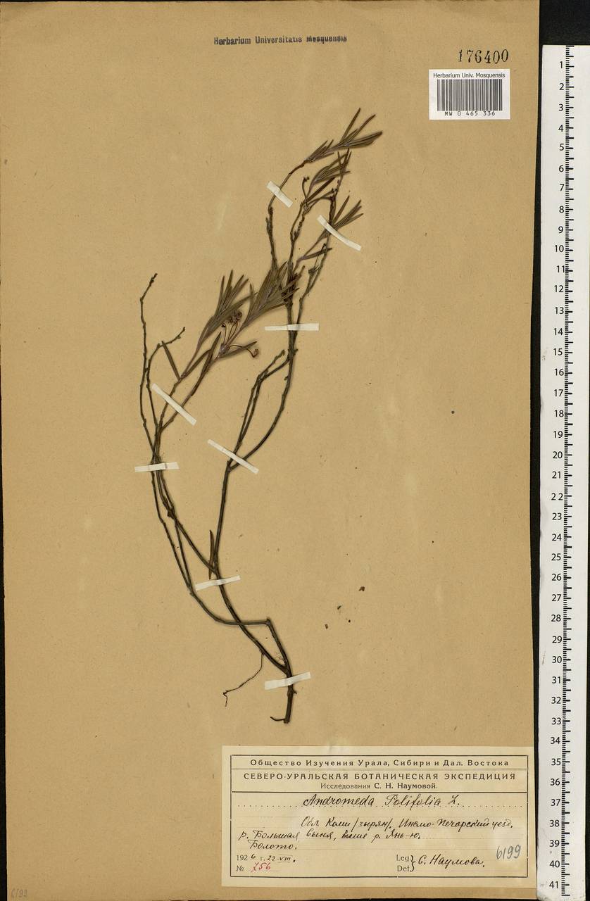 Andromeda polifolia L., Eastern Europe, Northern region (E1) (Russia)