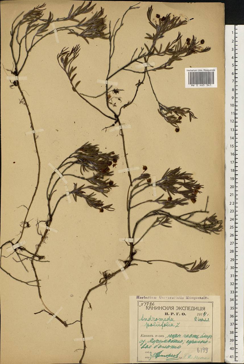 Andromeda polifolia L., Eastern Europe, Northern region (E1) (Russia)