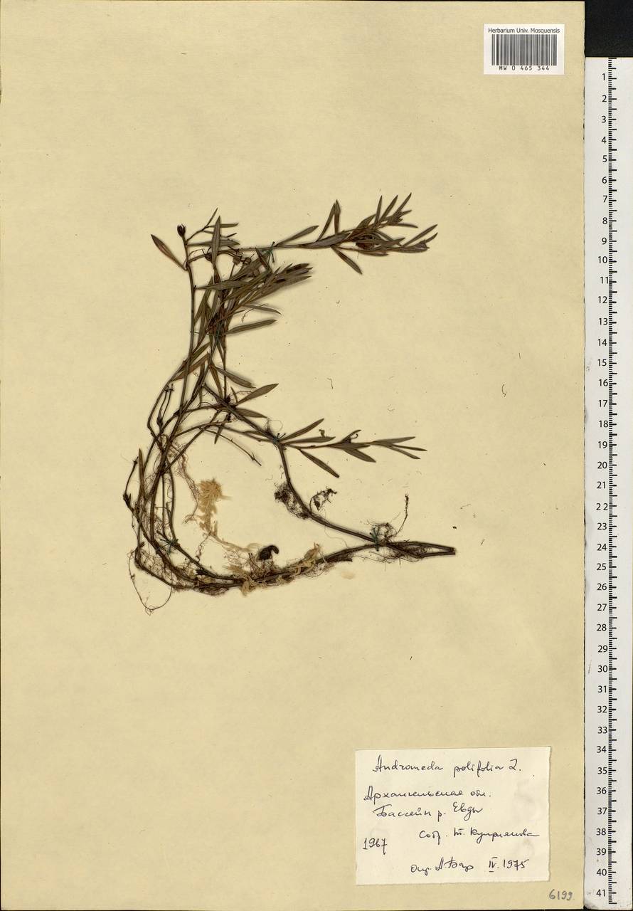 Andromeda polifolia L., Eastern Europe, Northern region (E1) (Russia)