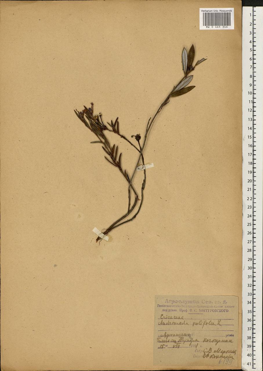 Andromeda polifolia L., Eastern Europe, Northern region (E1) (Russia)