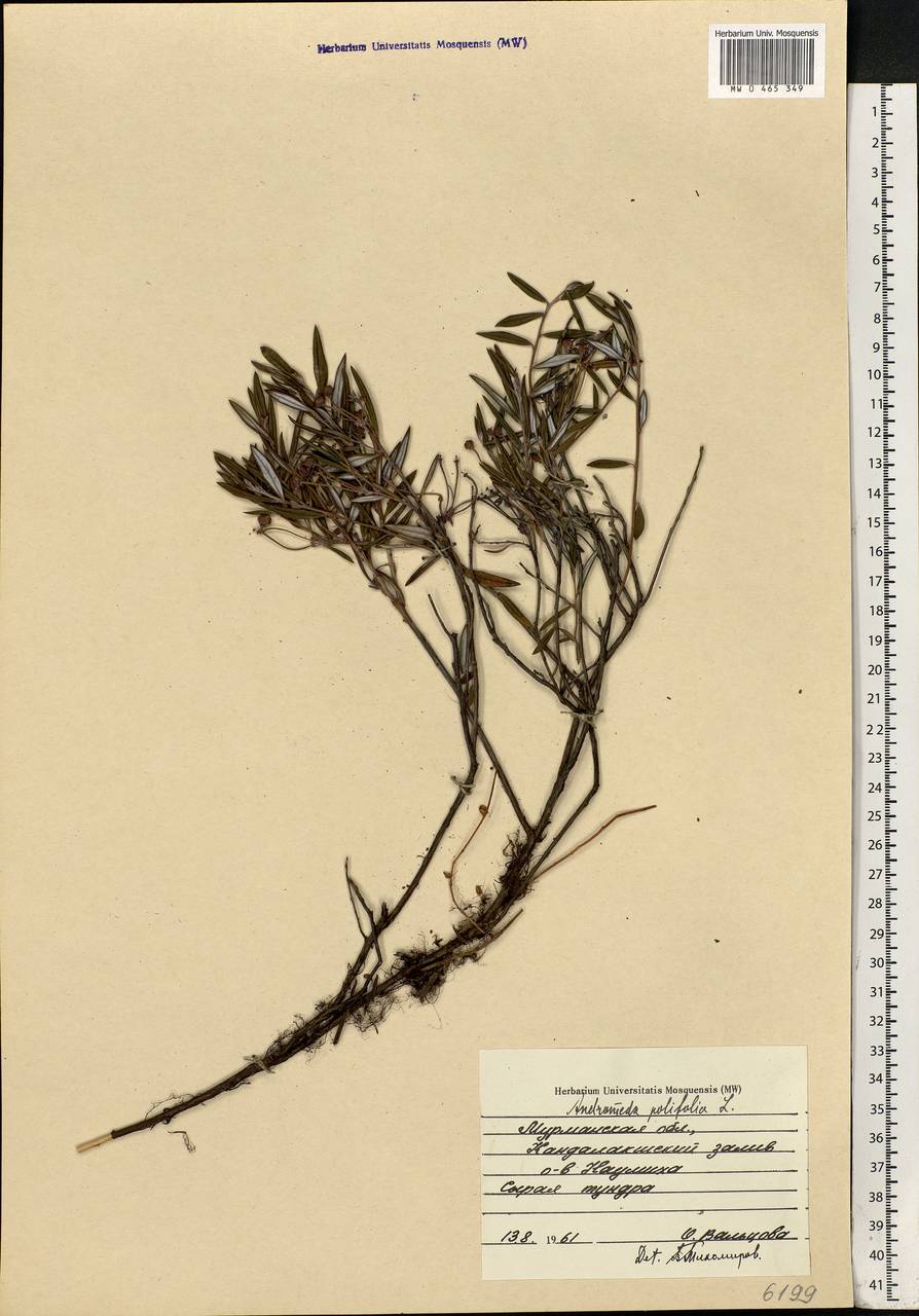 Andromeda polifolia L., Eastern Europe, Northern region (E1) (Russia)