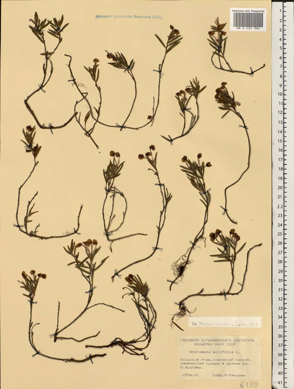 Andromeda polifolia L., Eastern Europe, Northern region (E1) (Russia)