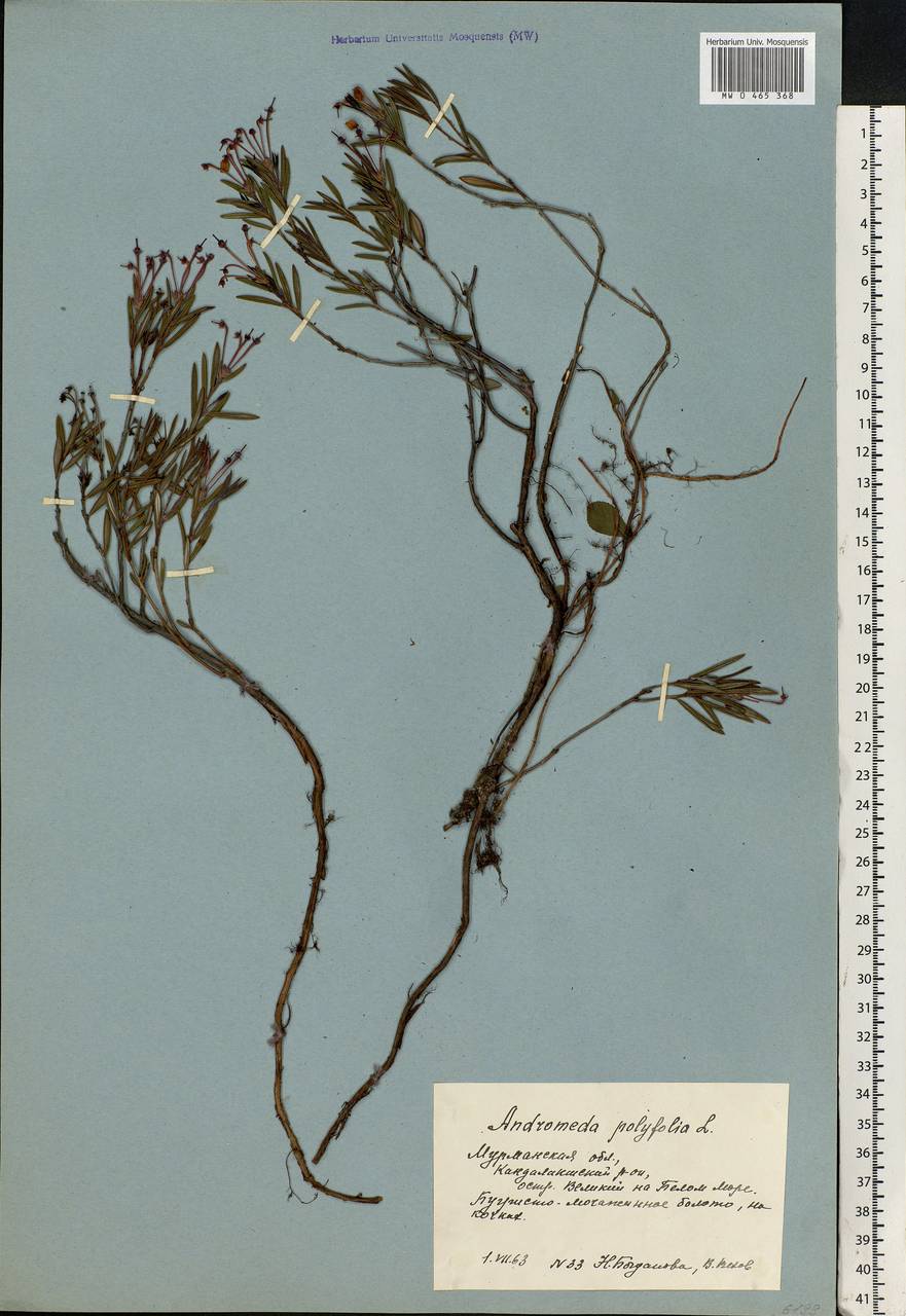 Andromeda polifolia L., Eastern Europe, Northern region (E1) (Russia)