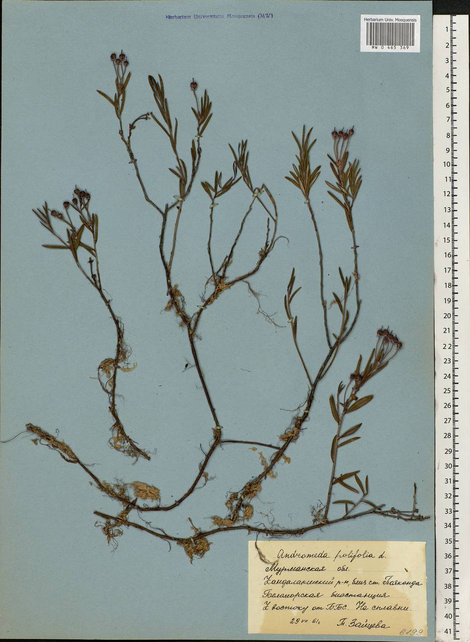 Andromeda polifolia L., Eastern Europe, Northern region (E1) (Russia)