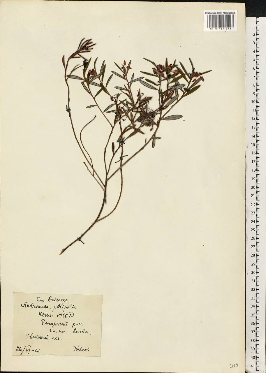 Andromeda polifolia L., Eastern Europe, Northern region (E1) (Russia)