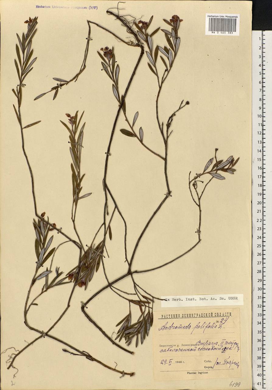 Andromeda polifolia L., Eastern Europe, North-Western region (E2) (Russia)