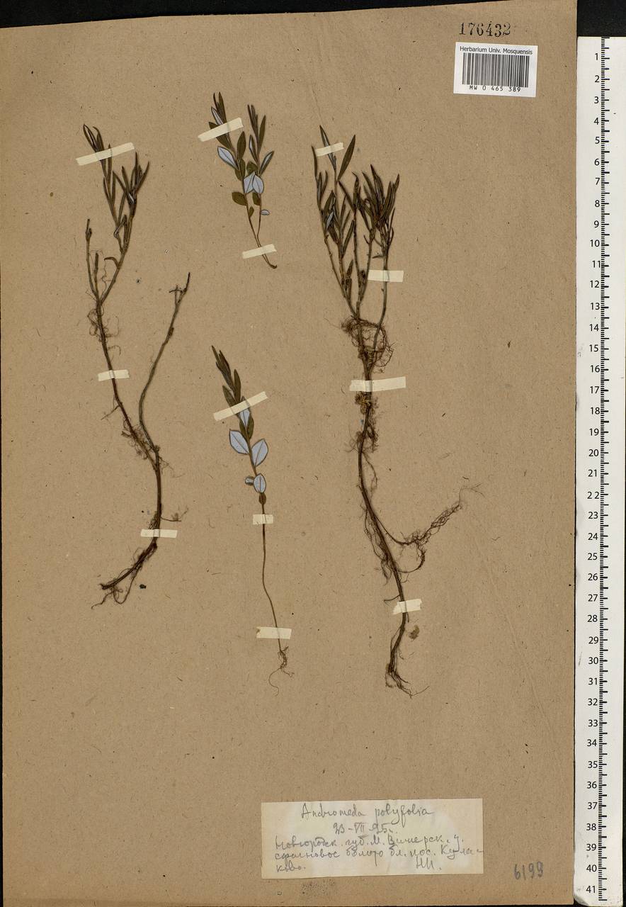 Andromeda polifolia L., Eastern Europe, North-Western region (E2) (Russia)