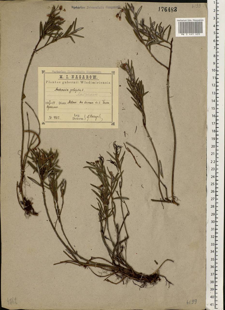 Andromeda polifolia L., Eastern Europe, Central region (E4) (Russia)