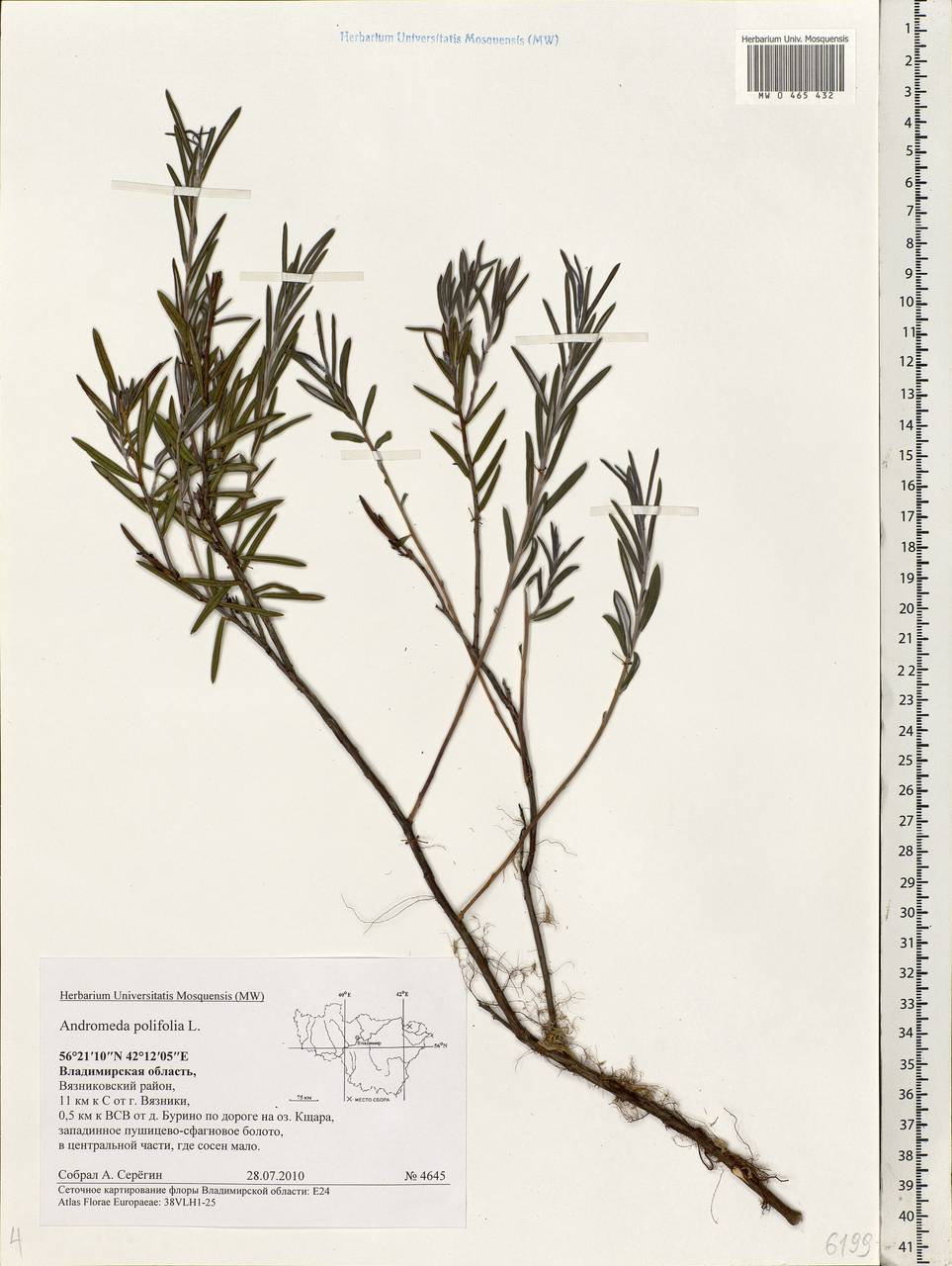 Andromeda polifolia L., Eastern Europe, Central region (E4) (Russia)