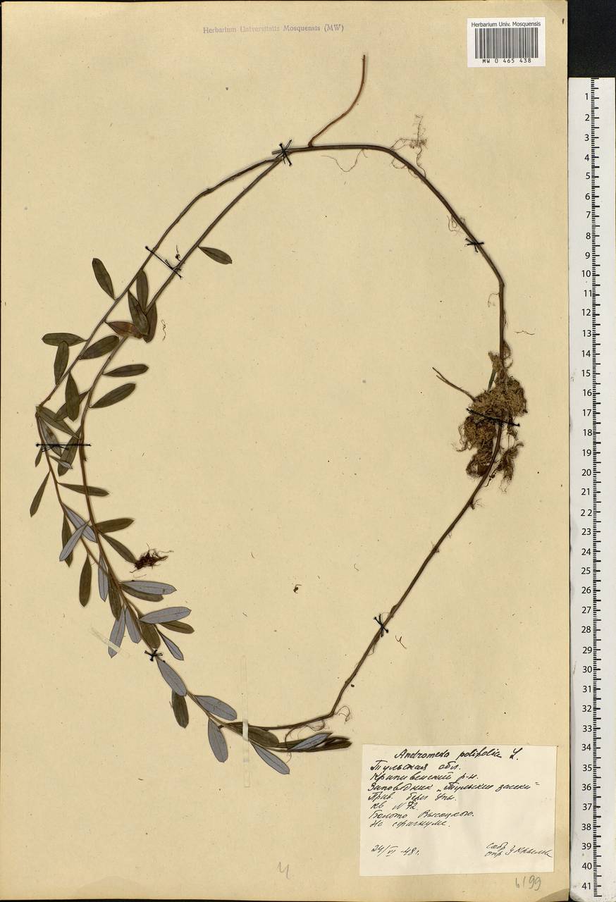 Andromeda polifolia L., Eastern Europe, Central region (E4) (Russia)