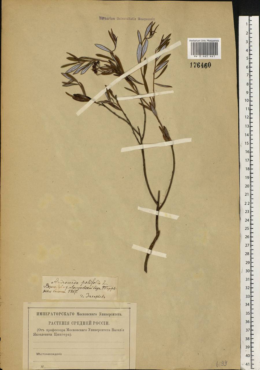 Andromeda polifolia L., Eastern Europe, Central region (E4) (Russia)