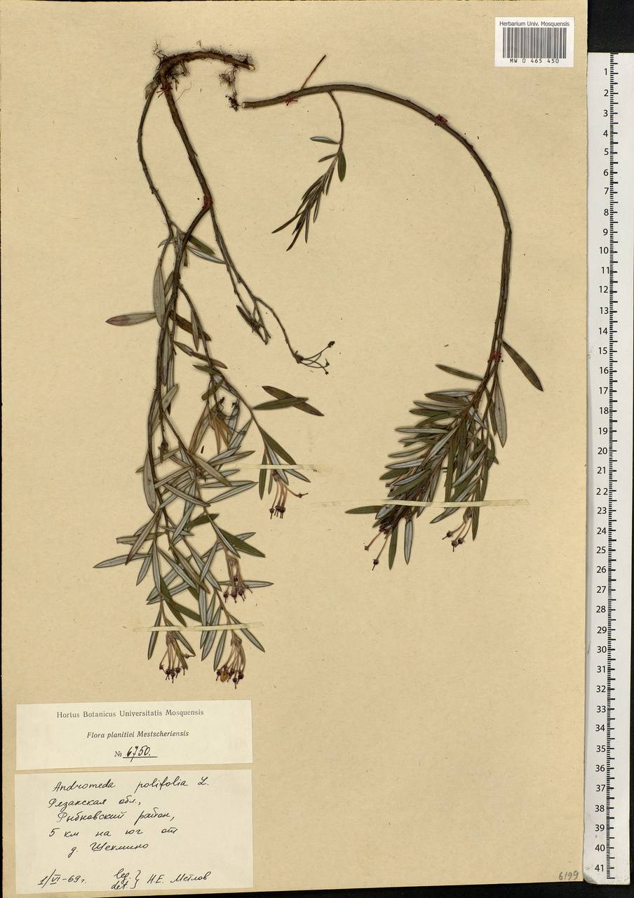 Andromeda polifolia L., Eastern Europe, Central region (E4) (Russia)