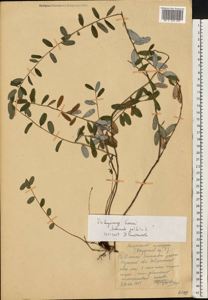 Andromeda polifolia L., Eastern Europe, Central region (E4) (Russia)