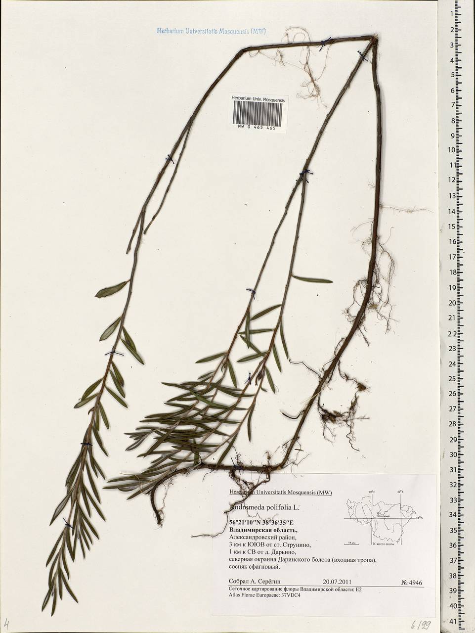 Andromeda polifolia L., Eastern Europe, Central region (E4) (Russia)