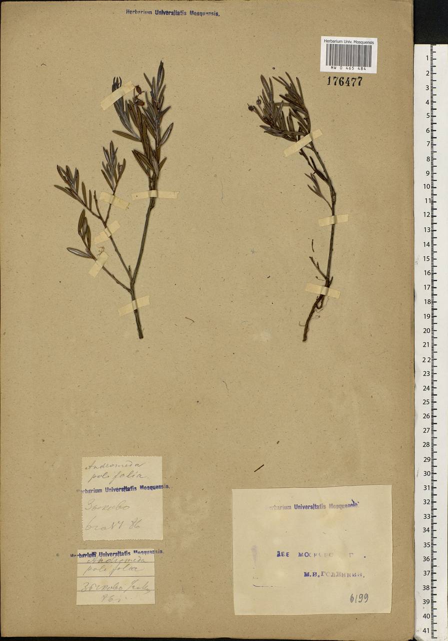 Andromeda polifolia L., Eastern Europe, Moscow region (E4a) (Russia)