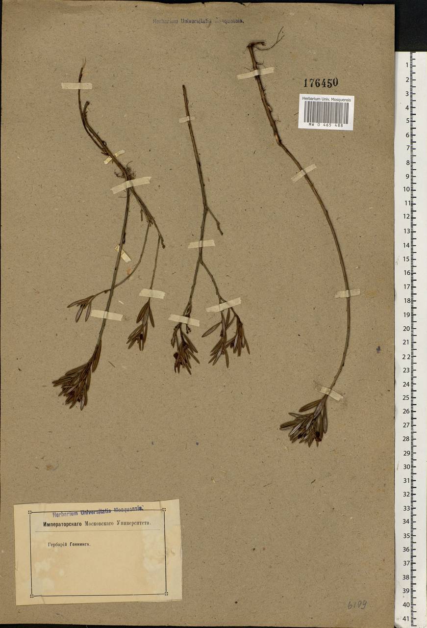 Andromeda polifolia L., Eastern Europe, Moscow region (E4a) (Russia)