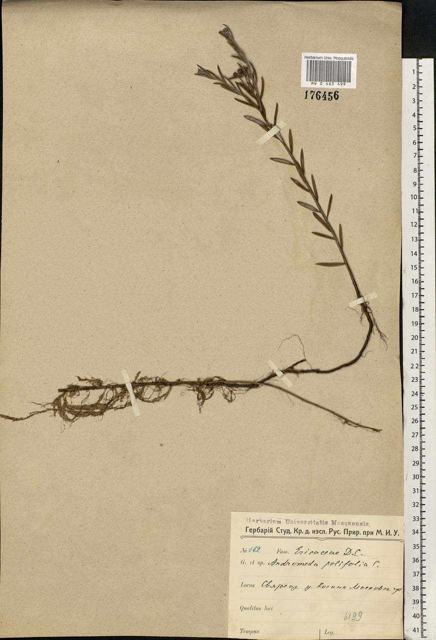 Andromeda polifolia L., Eastern Europe, Moscow region (E4a) (Russia)