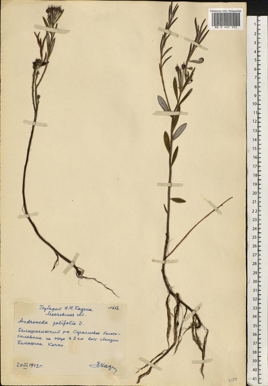 Andromeda polifolia L., Eastern Europe, Moscow region (E4a) (Russia)