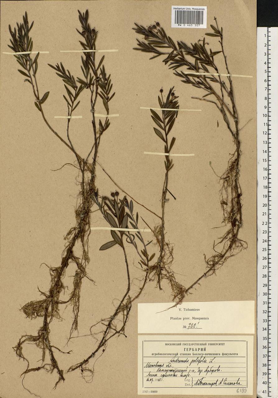 Andromeda polifolia L., Eastern Europe, Moscow region (E4a) (Russia)