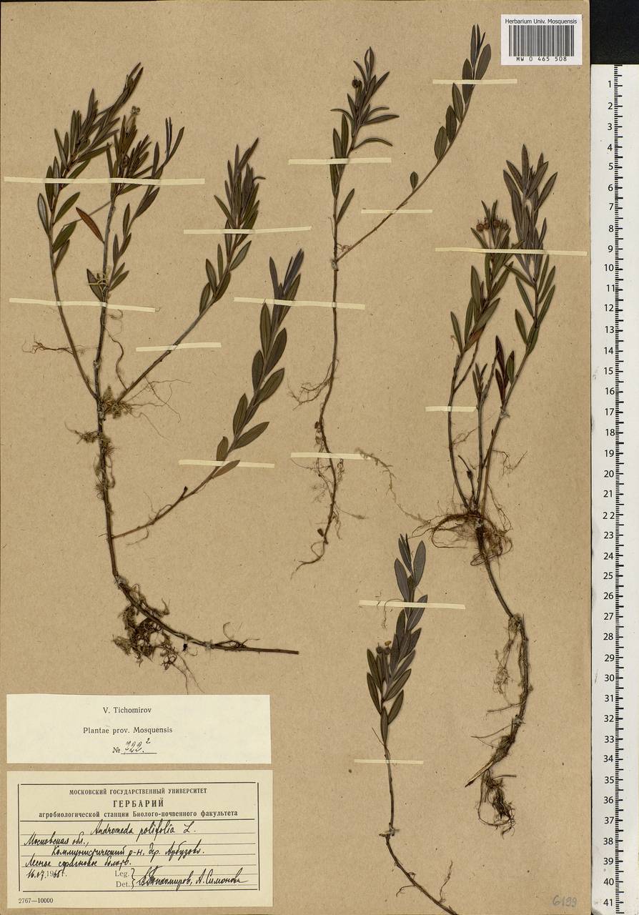 Andromeda polifolia L., Eastern Europe, Moscow region (E4a) (Russia)