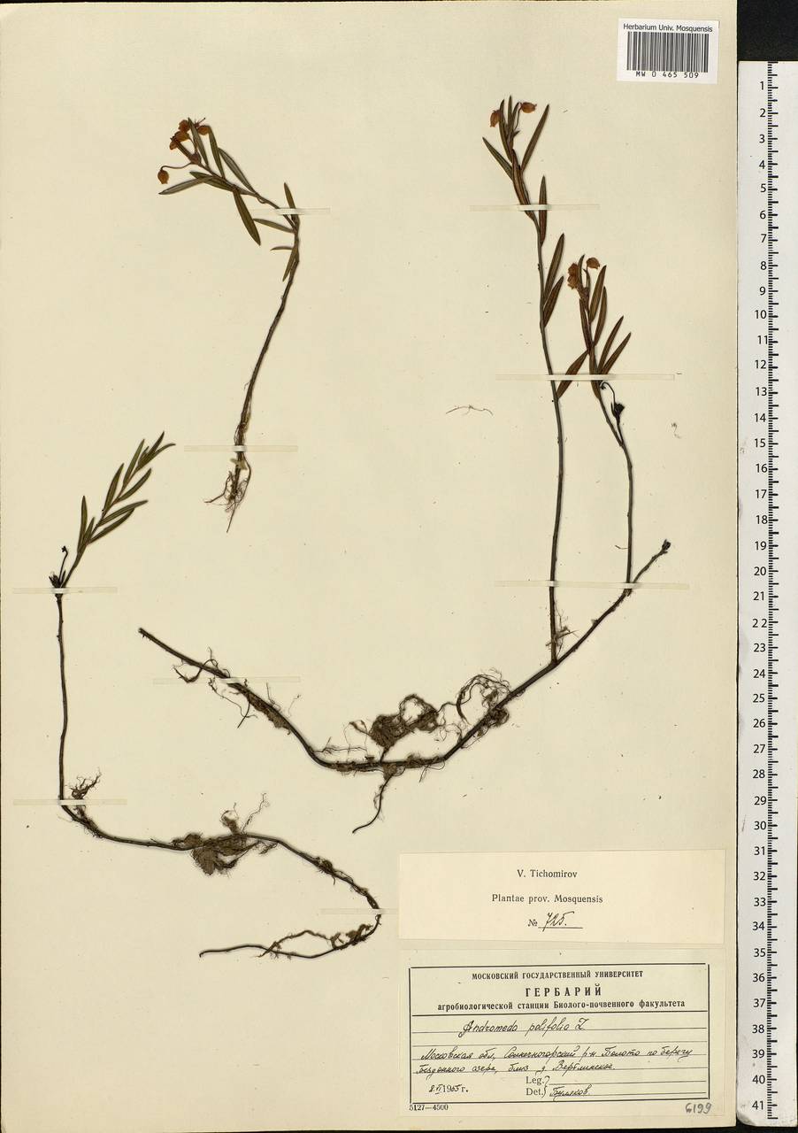 Andromeda polifolia L., Eastern Europe, Moscow region (E4a) (Russia)