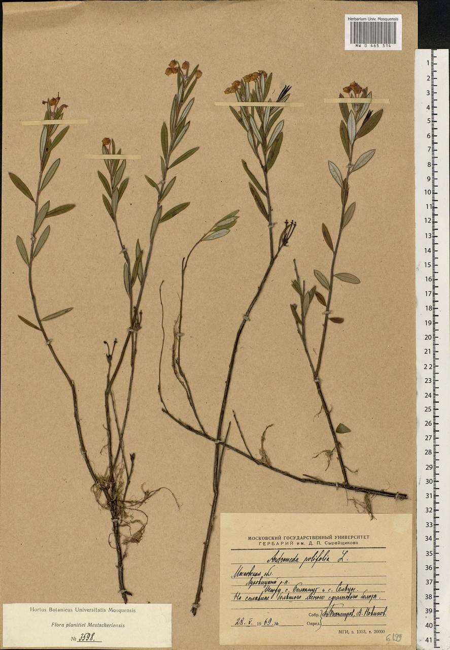 Andromeda polifolia L., Eastern Europe, Moscow region (E4a) (Russia)