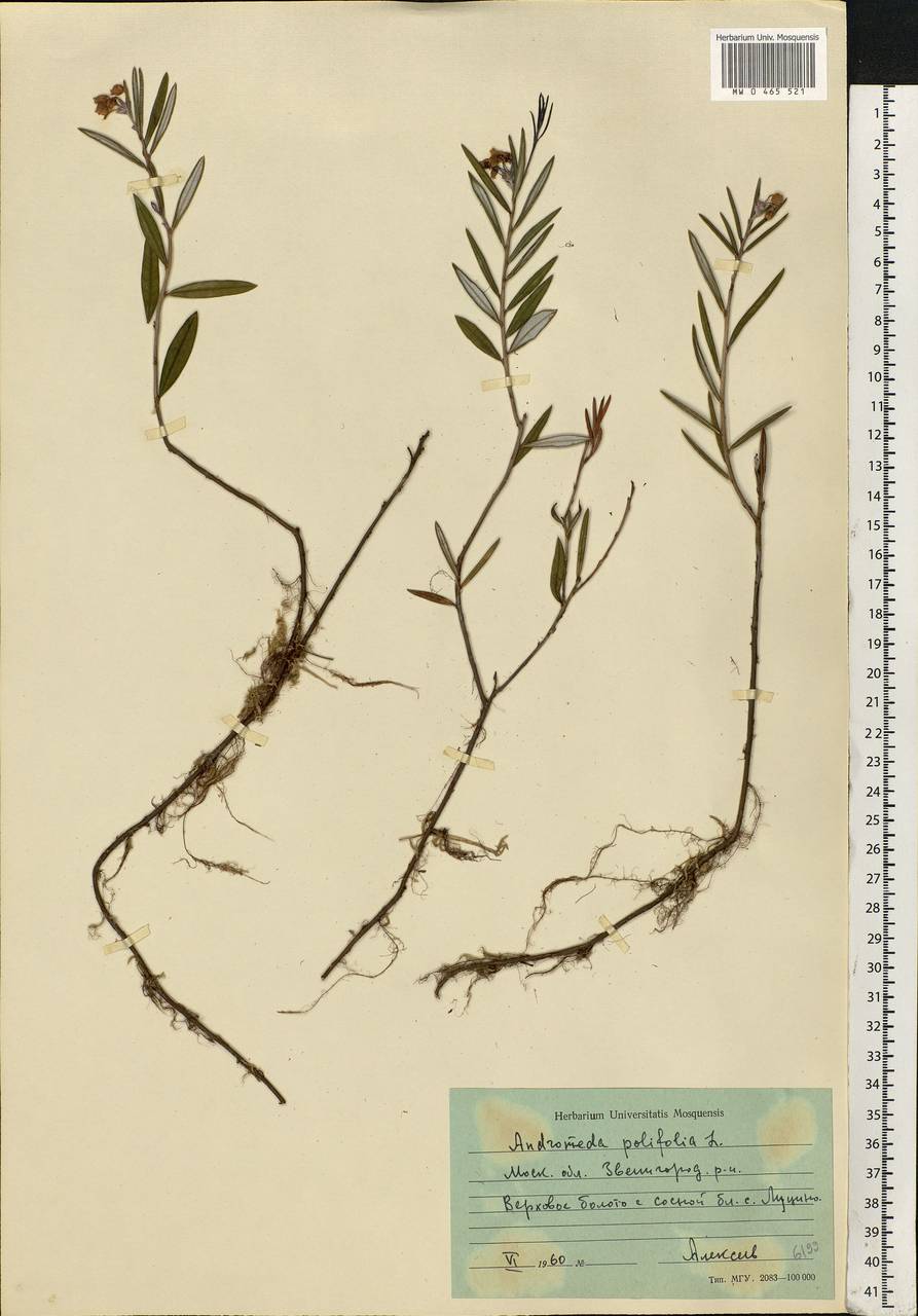 Andromeda polifolia L., Eastern Europe, Moscow region (E4a) (Russia)