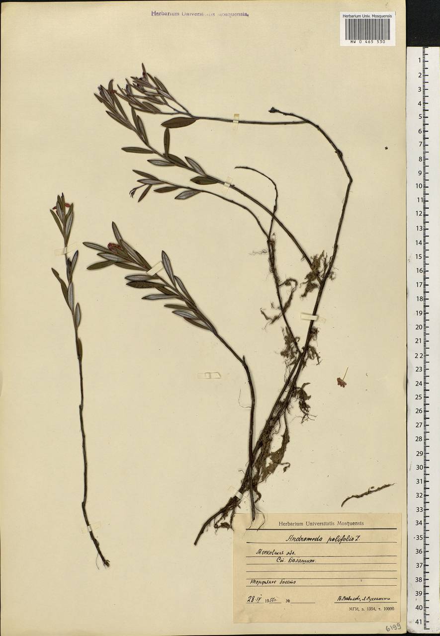 Andromeda polifolia L., Eastern Europe, Moscow region (E4a) (Russia)