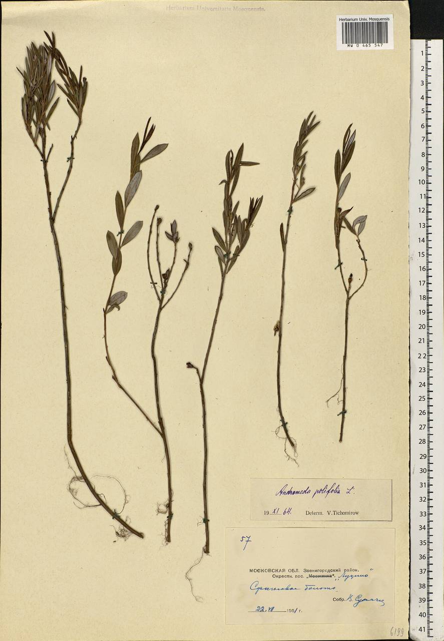 Andromeda polifolia L., Eastern Europe, Moscow region (E4a) (Russia)