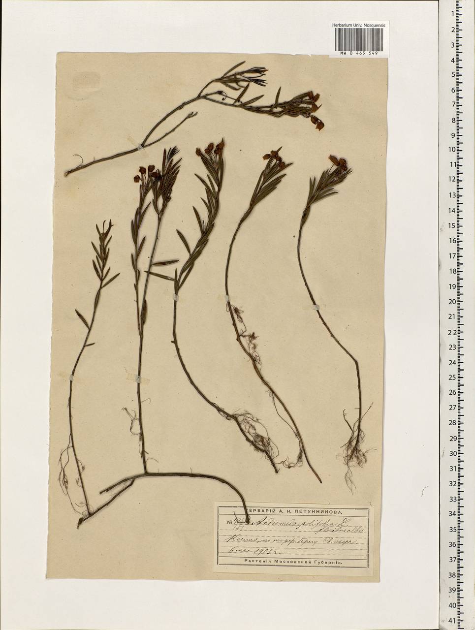 Andromeda polifolia L., Eastern Europe, Moscow region (E4a) (Russia)