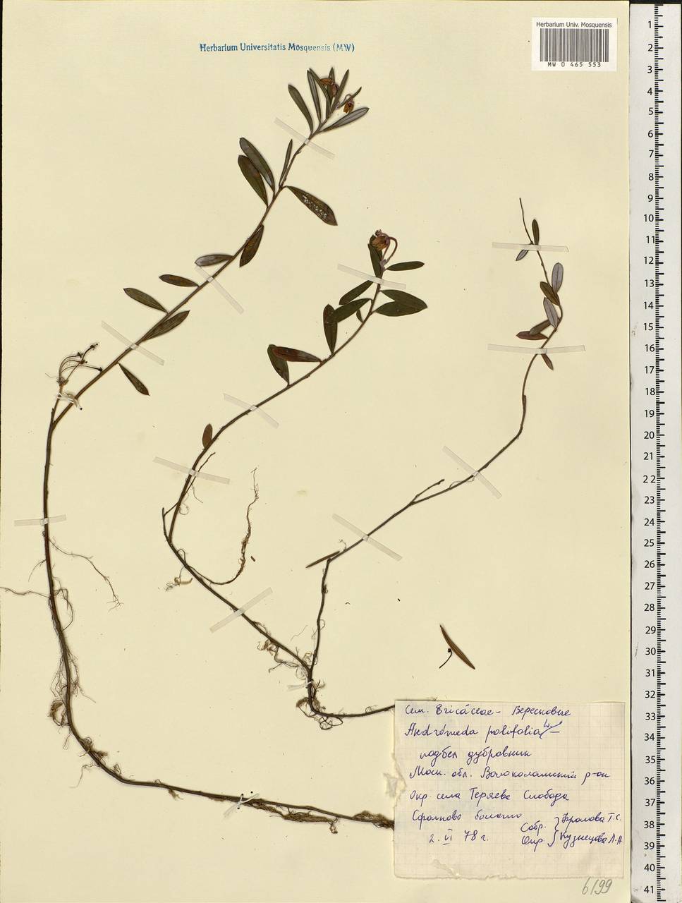 Andromeda polifolia L., Eastern Europe, Moscow region (E4a) (Russia)