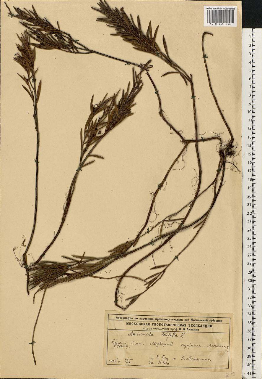 Andromeda polifolia L., Eastern Europe, Moscow region (E4a) (Russia)
